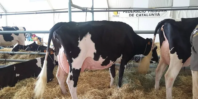 Ramaders catalans exigeixen que la vacunació contra la llengua blava sigui voluntària