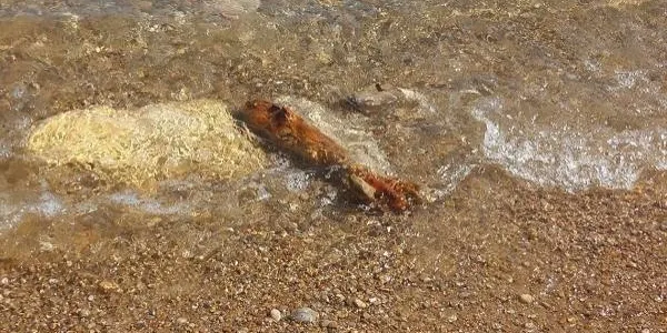 Els TEDAX dels Mossos d'Esquadra retiren una bala de morter de la Guerra Civil localitzada a la platja de la Móra