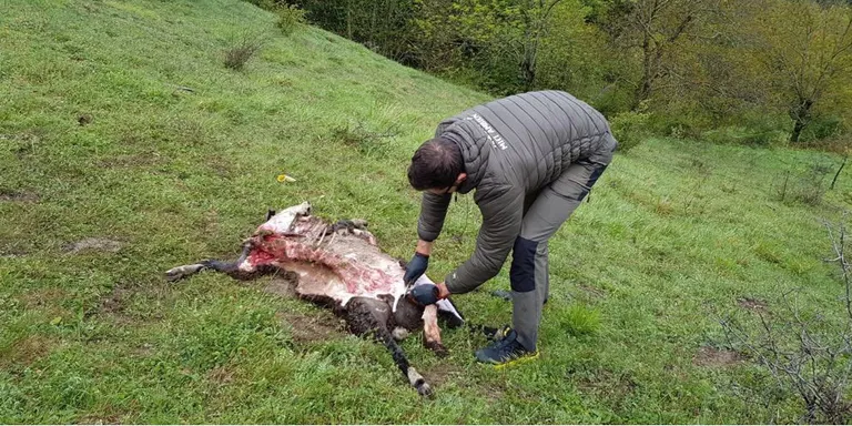 Confirmats dos atacs d'ós a prop de la població de Betlan