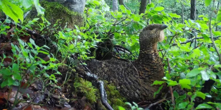El Parc de l'Alt Pirineu acull la primera monitorització en directe d'un niu de gall fer a Catalunya