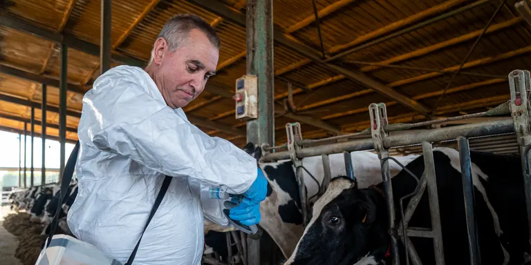 Agricultura estén la vacunació de la dermatosi nodular contagiosa a 22 comarques de Catalunya