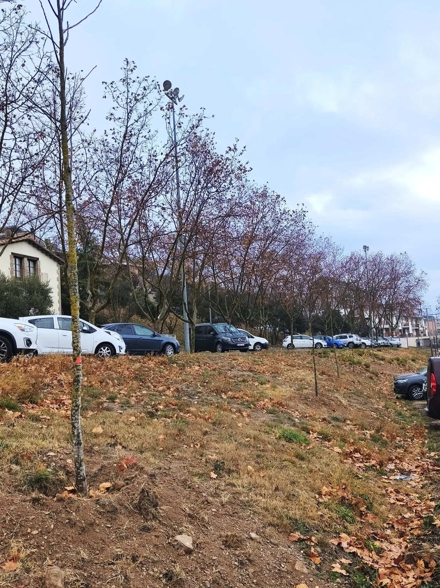 Solsona planta una trentena de noguers procedents d'una finca privada en diversos punts de la ciutat