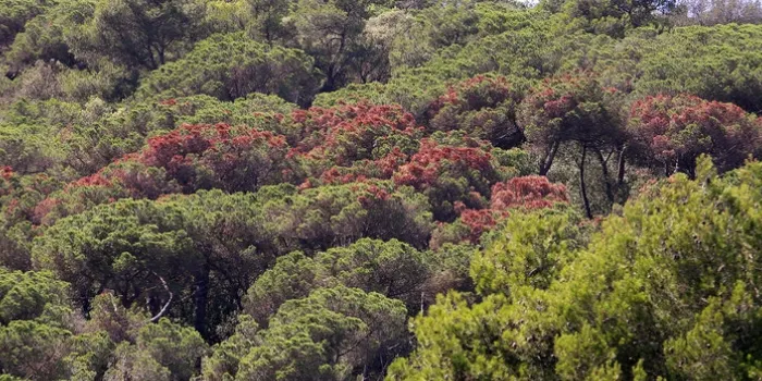 Un 52% de la superfície forestal d’Arenys de Mar està afectada per l’escarabat ‘Tomicus’