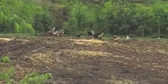 Un ramader del Pallars Sobirà denuncia amb imatges un atac mortal de voltors a un vedell nounat