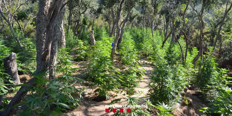 Detenen quatre persones i desmantellen tres cultius amb més de 2.000 plantes de marihuana a Lloret de Mar