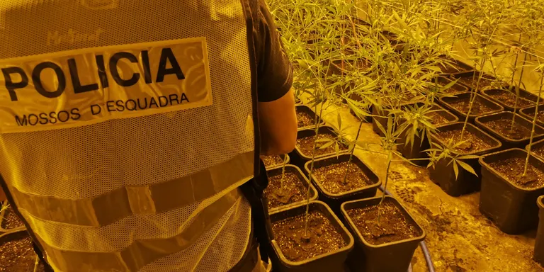 Els Mossos d'Esquadra detenen dos homes per cultivar més de 1.200 plantes de marihuana en una nau industrial en desús a Torà
