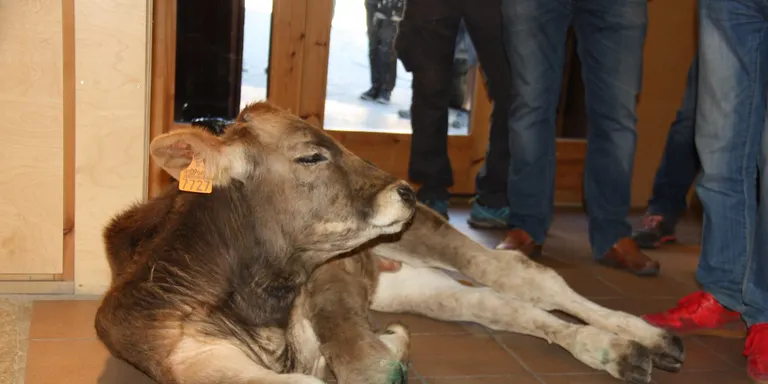 Ipcena critica que es porti a l'oficina del PN de l'Alt Pirineu un vedell ferit per un ós