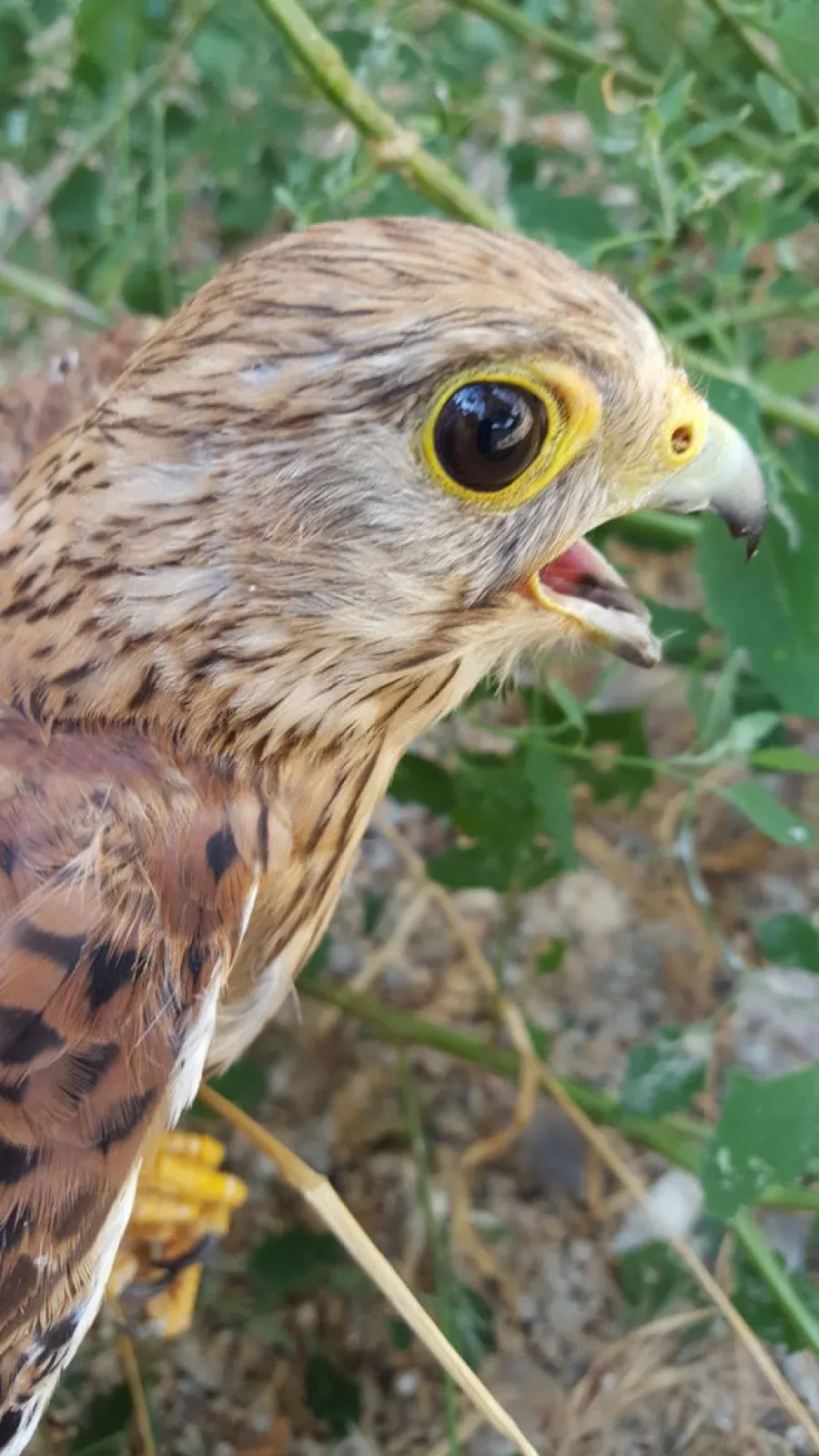 SUCESSOS: Presó per comercialitzar animals protegits a través d’internet