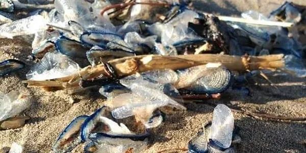 Les meduses envaeixen les platges de la Costa Daurada