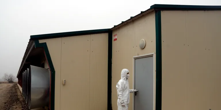 Normalitat en les inspeccions a granges que es fan a la zona de vigilància pel cas de grip aviària d'Arbeca
