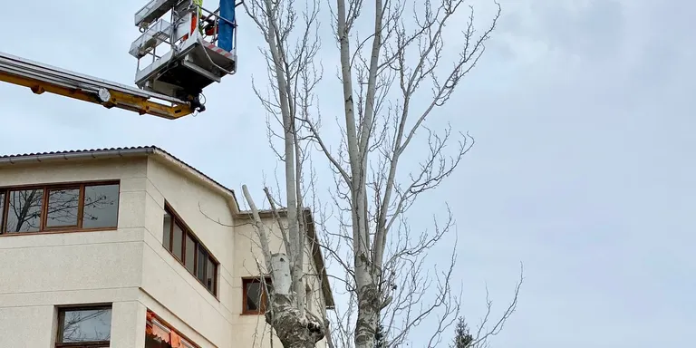 L'Ajuntament de Solsona duu a terme diverses accions de millora de l'arbrat urbà