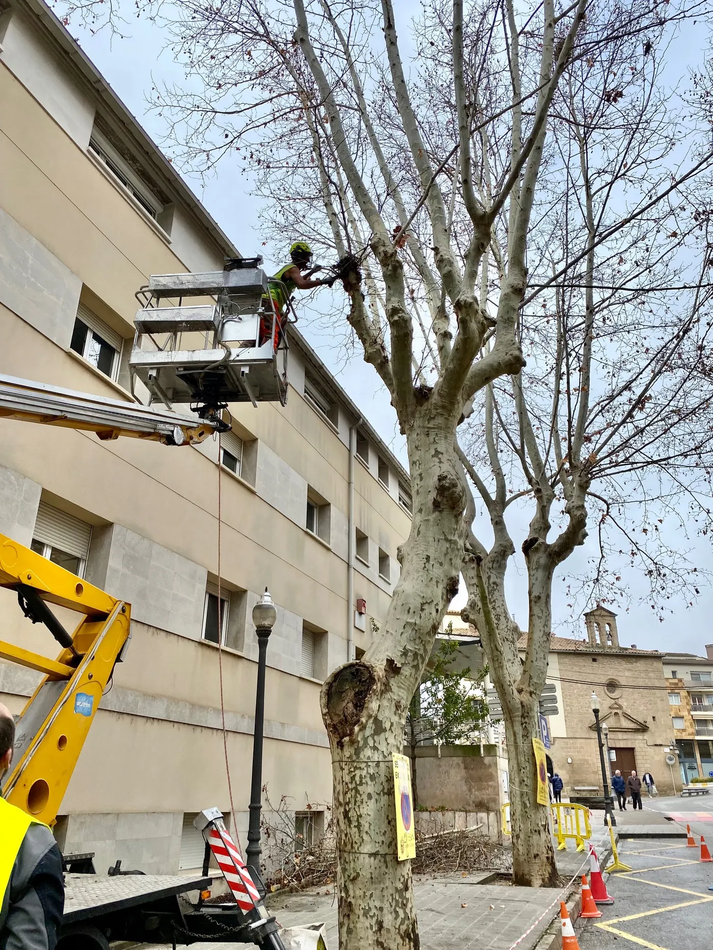 L'Ajuntament de Solsona organitza una doble xerrada sobre la gestió de l'arbrat urbà al municipi