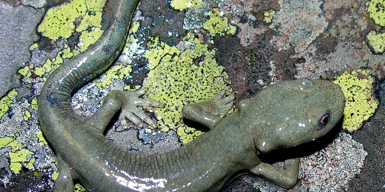 Experts de la UdL descobreixen al Pirineu una població de tritons única al món