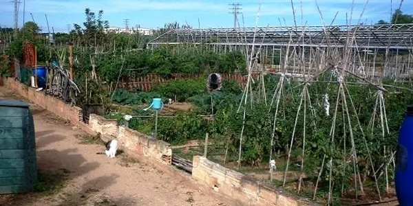 L’Associació Mediambiental La Sínia ofereix un taller sobre arbres i arbustos als horts ecològics de Can Dània