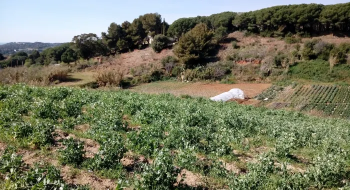 Sóc Pagès cultiva pèsols de la varietat garrofal