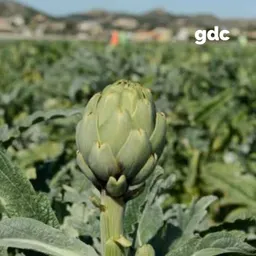 Perilla la carxofa de Sant Boi després dels aiguats? Parlem amb el pagès santboià Germán Domínguez | Gent de Carrer (07/10/2026) - episode art