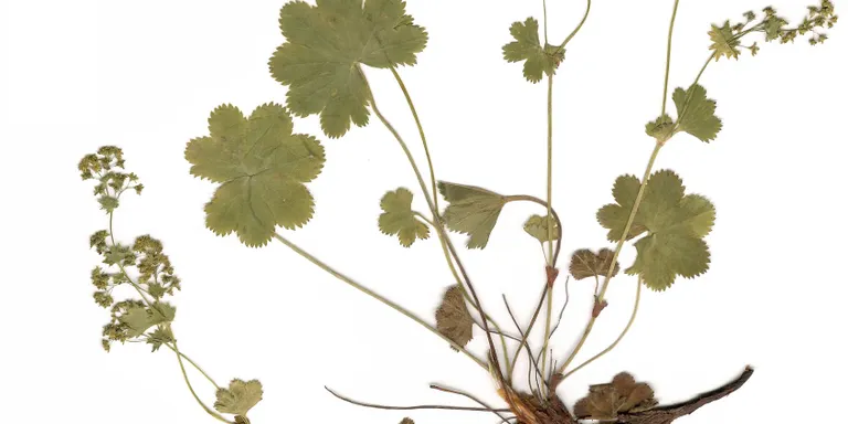 Identificada una nova planta endèmica al Parc Natural Cadí-Moixeró