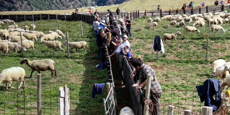 L'arribada de la tardor i la possibilitat de nevades porta els pastors a baixar ramats de les muntanyes