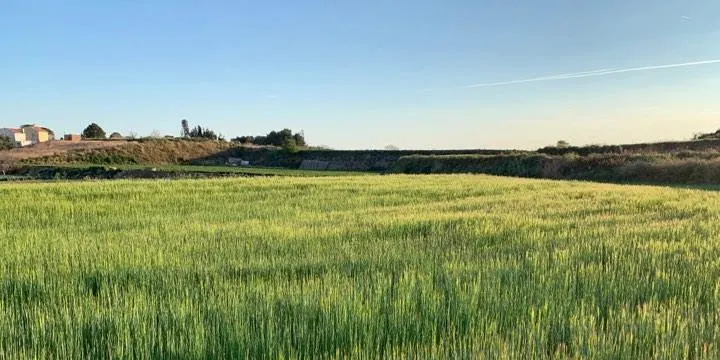 Temps d'estiu i bona mar