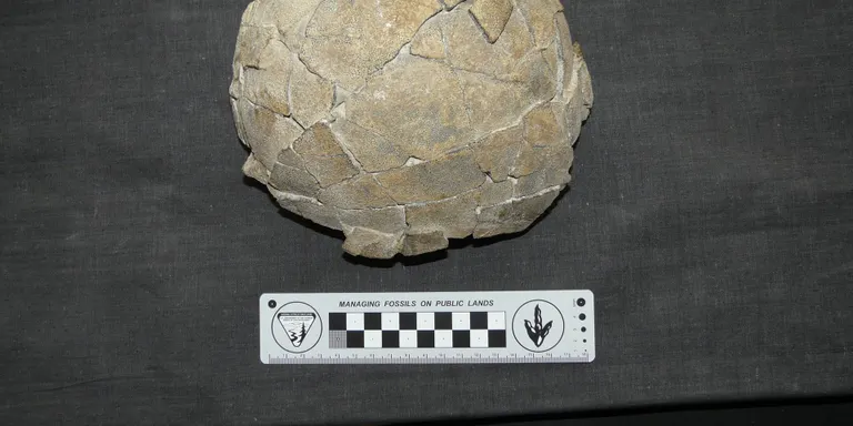 Dinosfera se suma a la festa dels museus exposant l'ou d'un dinosaure
