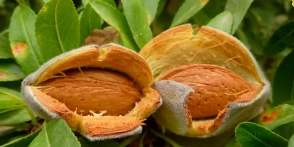 L'Institut d'Investigació i Tecnologia Agroalimentària treballa per registrar una nova varietat d'ametlla més productiva i resilient al canvi climàtic