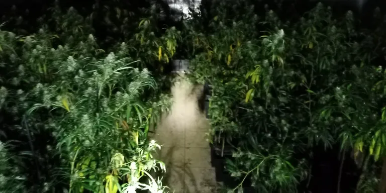 Desmantellada una altra plantació de marihuana a Arenys de Munt, ara al carrer de les Suredes