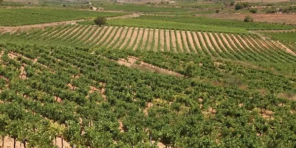La DO Tarragona i la DO Conca de Barberà esperen una verema amb menys raïm que l'any passat, però de bona qualitat