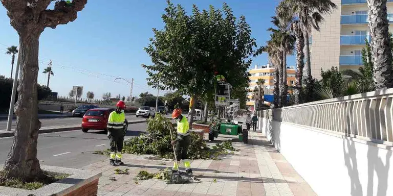 Comença la campanya d'esporga de l'arbrat dels carrers de Pineda
