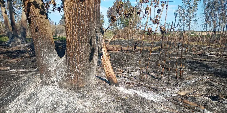 El Departament d'Acció Climàtica alerta de l'elevat perill d'incendi forestal des d'avui fins dilluns
