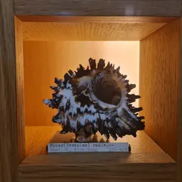 Navegant pel Museu XXXI - El cargol Murex - episode art