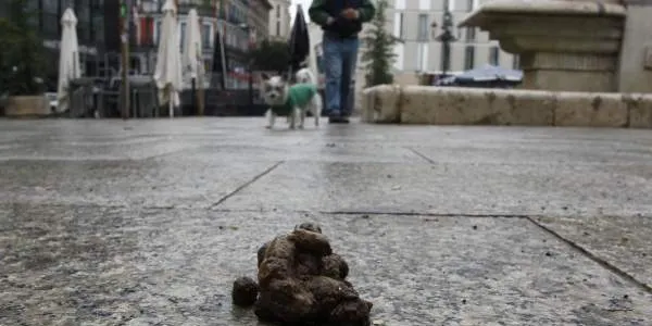 Molts amos de gossos aprofiten que passegen sols i ningú els veu per no recollir les caques