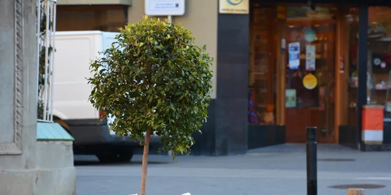 La brigada de jardineria Font del Ferro amplia la seva tasca