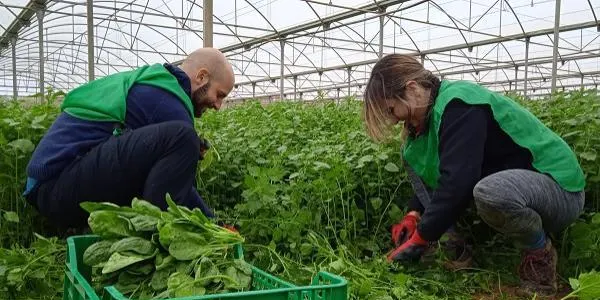 Els Espigoladors han aterrat novament a Altafulla per donar sortida als últims calçots dels conreus locals