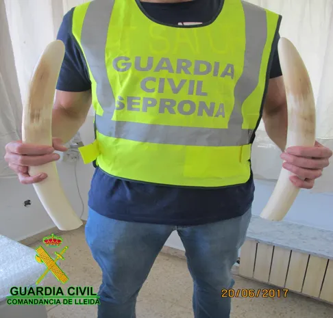 Intervinguts dos ullals d'elefant a la Seu d'Urgell