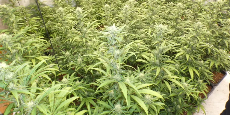 Ingressen a presó dos detinguts per conrear més de 300 plantes de marihuana a l'interior d'un habitatge de Valls