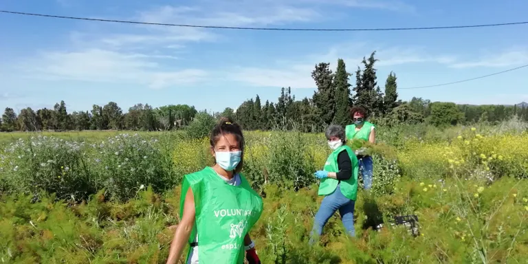 La Fundació Espigoladors recollirà mandarines a Cambrils aquest divendres