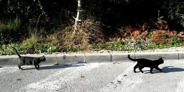 L'Ajuntament d'Altafulla tanca un conveni amb la veterinària local per contribuir al control de les colònies de gats