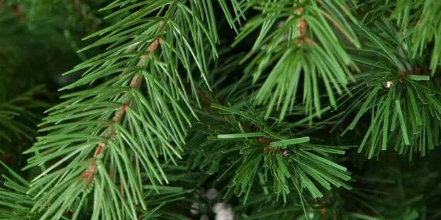 Reciclatge de l’arbre de Nadal