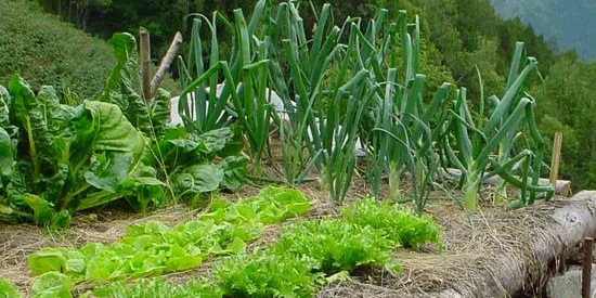 Productors ecològics del Maresme demanen la creació de mercats de pagès amb certificat ecològic, de temporada i de proximitat