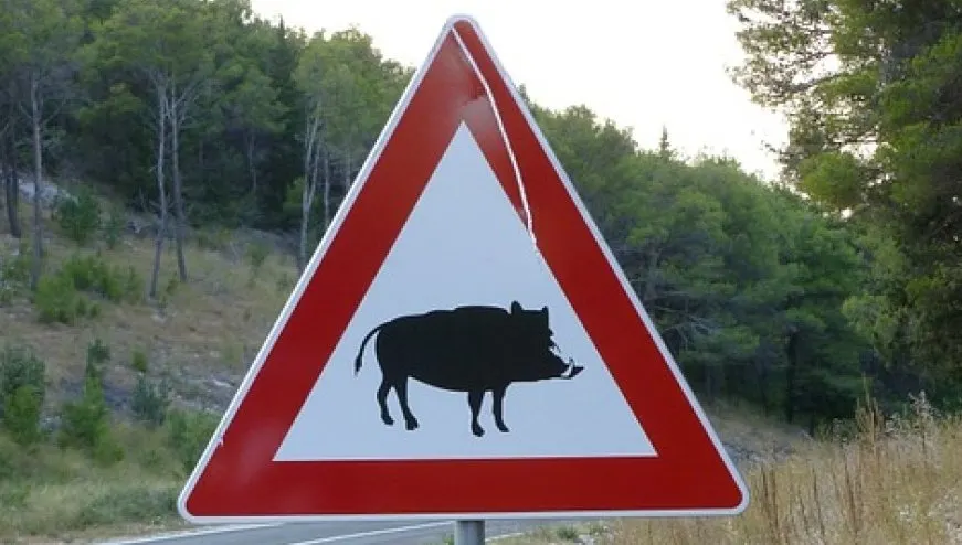 La policia de Cambrils alerta de la presència de nous porcs senglars a la Llosa i al Vial del Cavet