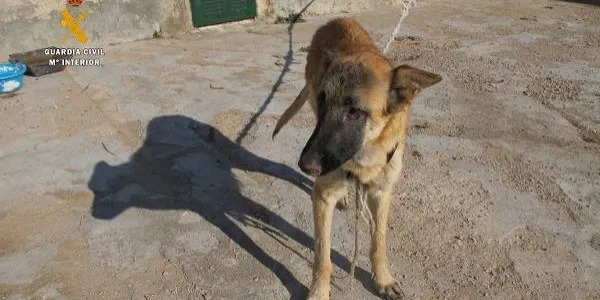 La Guàrdia Civil intervé en un presumpte delicte de maltractament animal a Vespella de Gaià