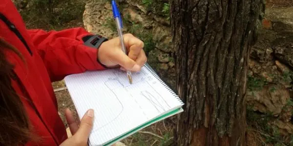 L’Escola de Naturalistes El Corriol del Gepec elabora un cens d’arbres a la Finca Canyadell d’Altafulla