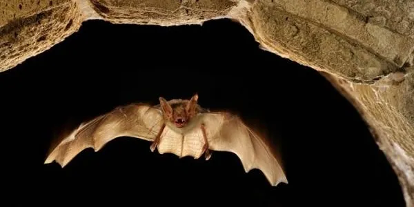 El GEPEC i l’Ajuntament d’Altafulla milloren els refugis de cria, hibernació i descans dels ratpenats a la Finca del Canyadell