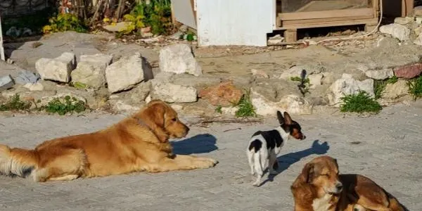 Rescatats onze gossos i un cavall en una finca del Catllar