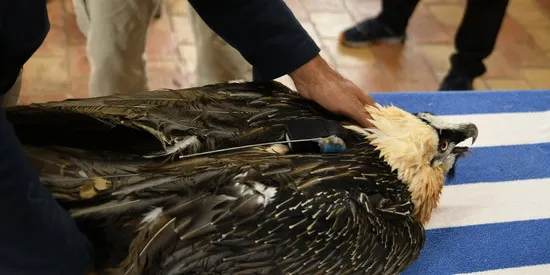 Alliberat un trencalòs recuperat al Centre de Fauna de Vallcalent