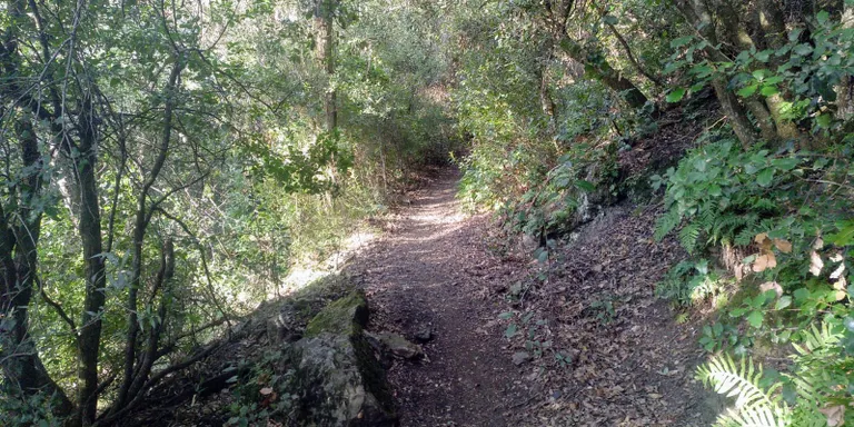L'Ajuntament de Pineda anuncia que encarregarà un inventari de camins i corriols del terme municipal dins del Parc del Montnegre
