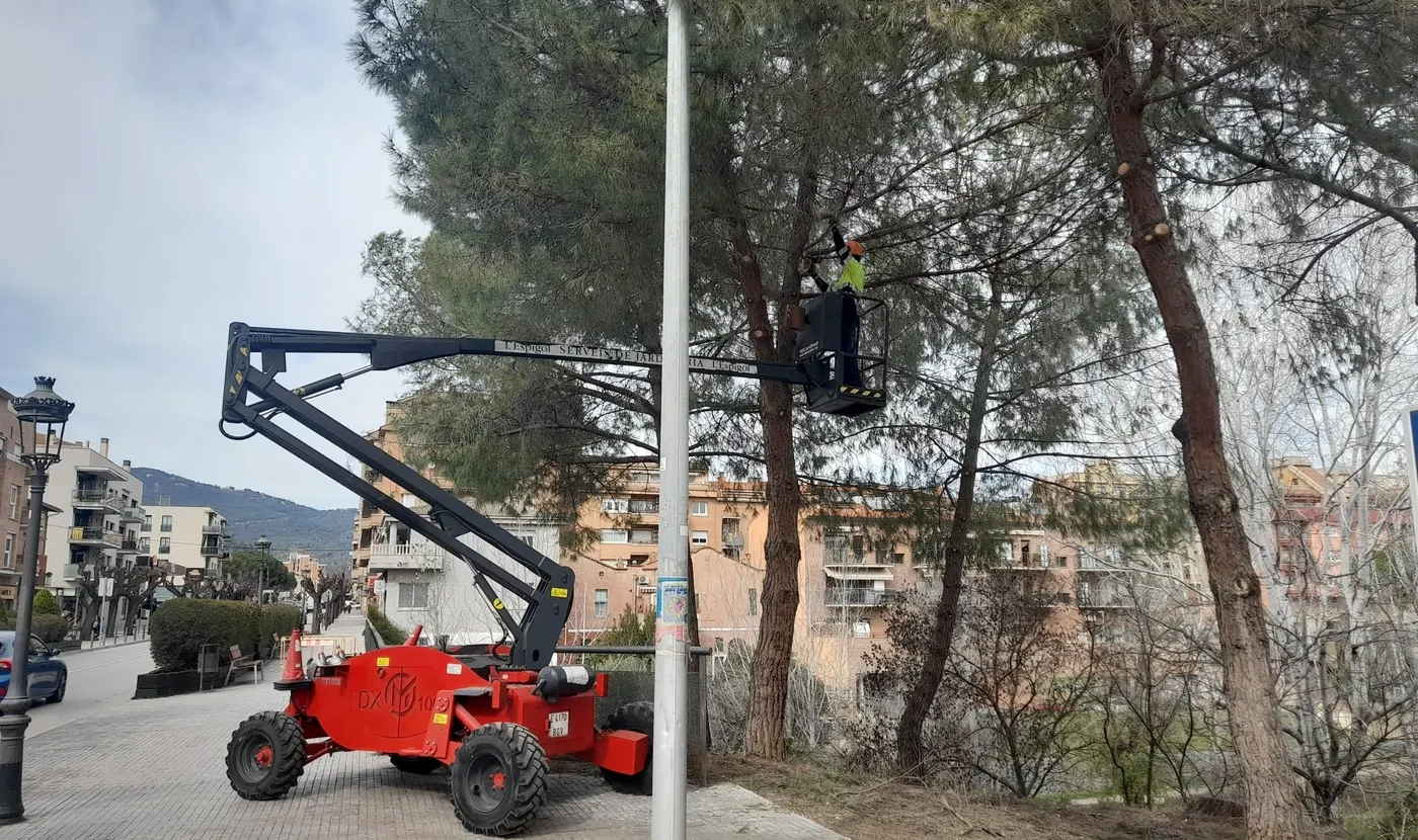L’Ajuntament elimina una quinzena de nius de processionària