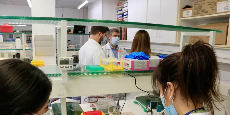 Un estudi revela que les noves variants del coronavirus són més infeccioses en deixar de perdre material genètic