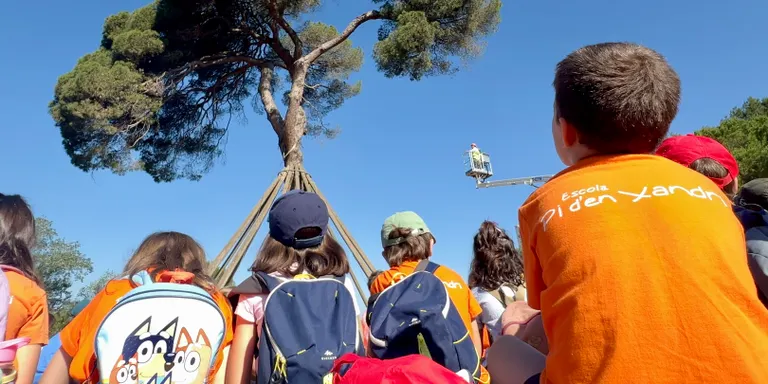 Sant Cugat reclama que el Pi d'en Xandri es declari Arbre Monumental de Catalunya