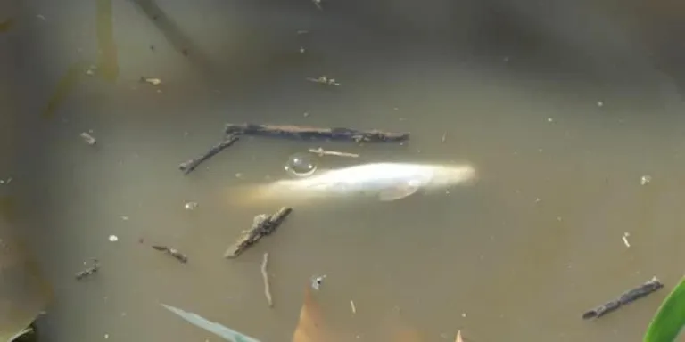 Un vessament de purins d'una granja a Osona causa la mort a una cinquantena de peixos a un gorg del riu Mèder